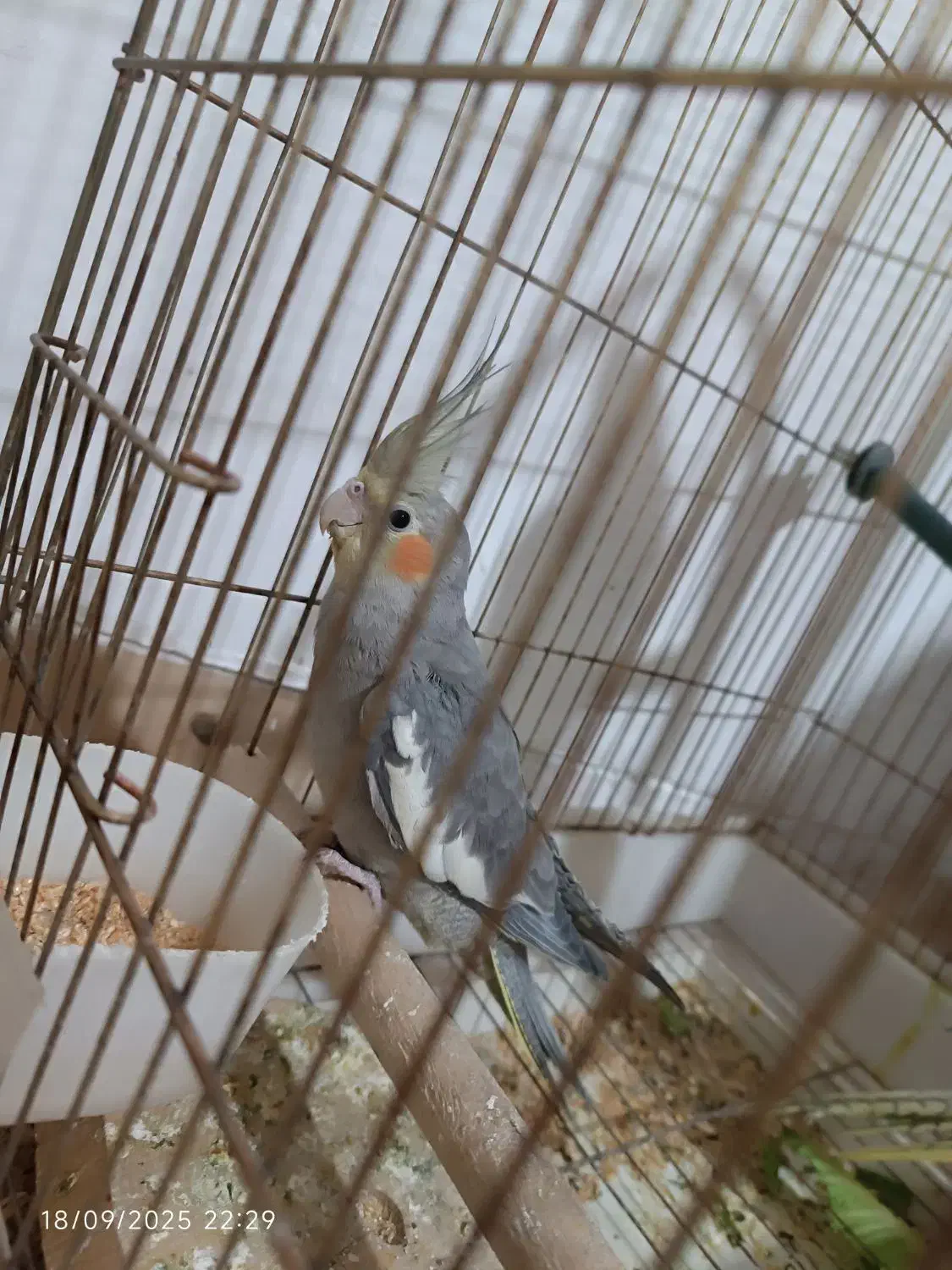 عروس هلندی|پرنده|گرمسار, |دیوار