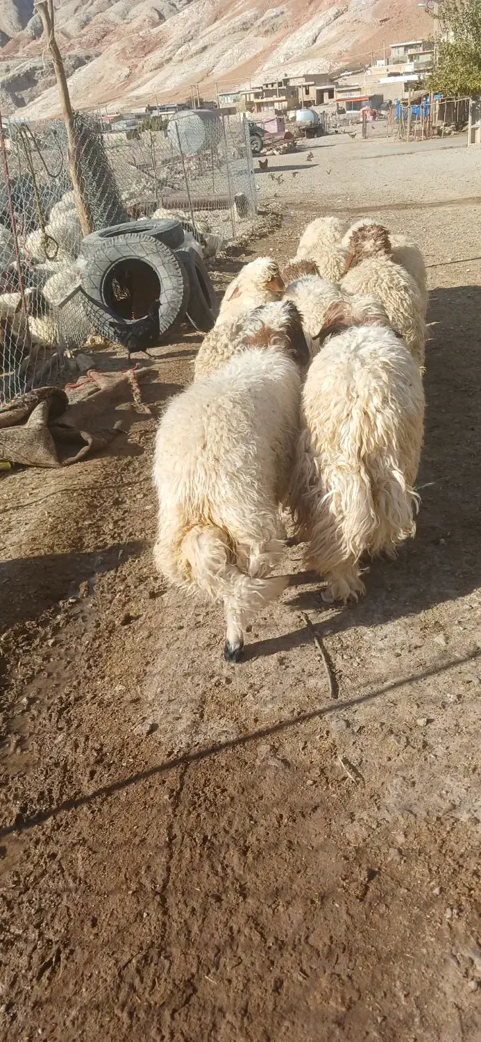 ۱۰عدد بره|حیوانات مزرعه|آبدانان, |دیوار