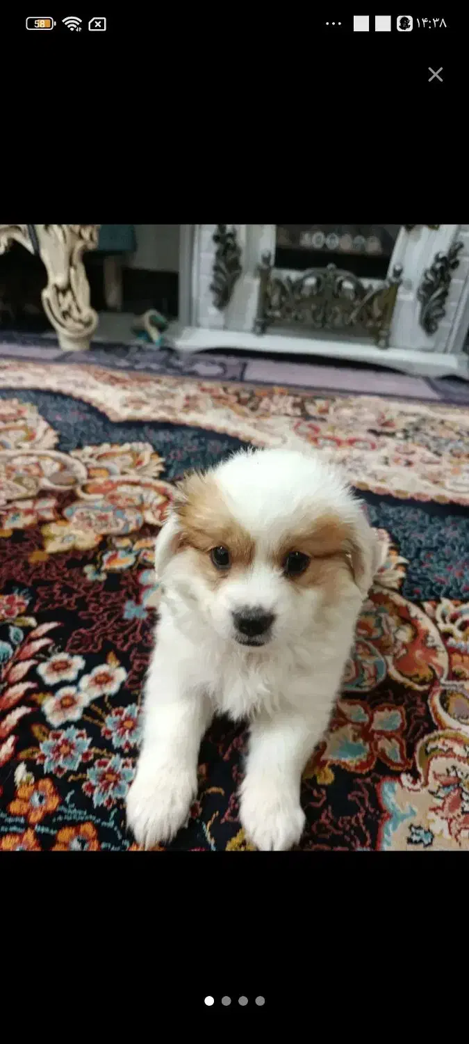 اشتپز پامرین|سگ|قرچک, صالح آباد|دیوار