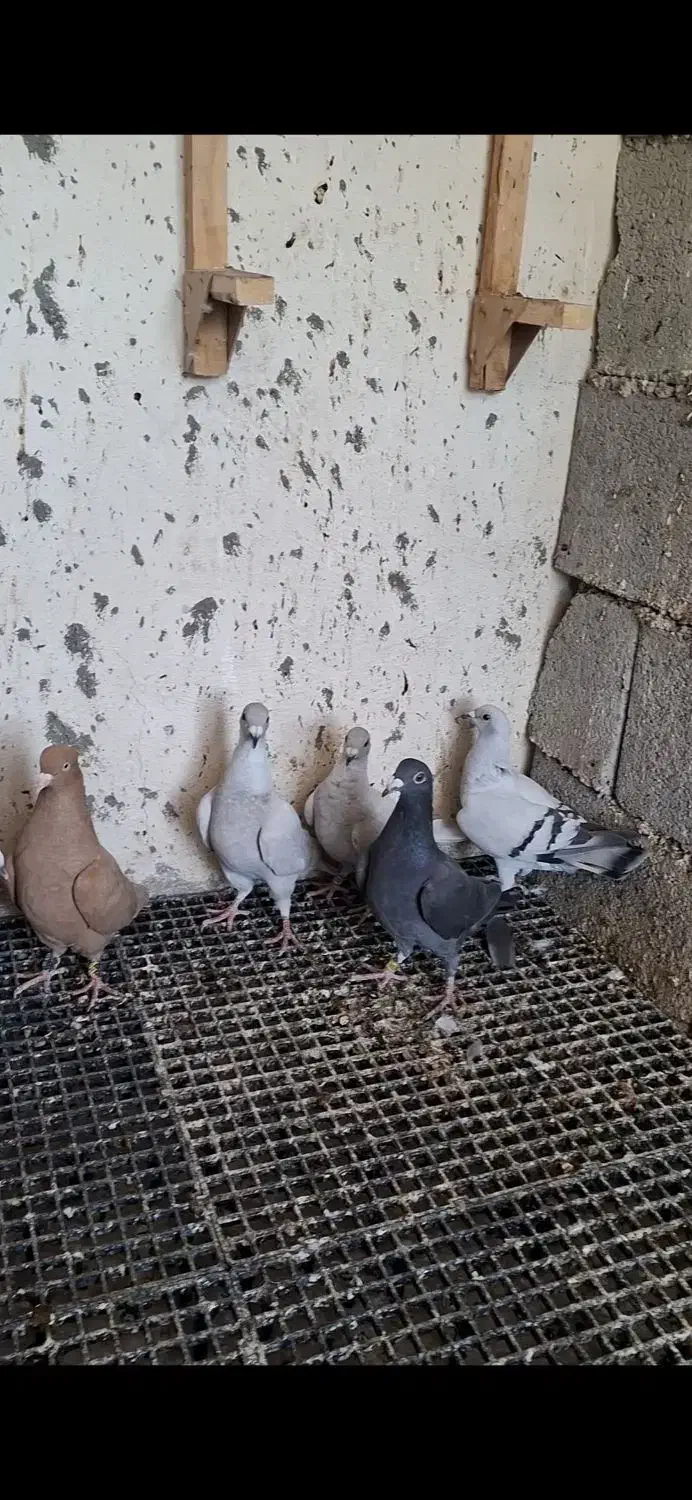 کبوتر|پرنده|وحدتیه, |دیوار