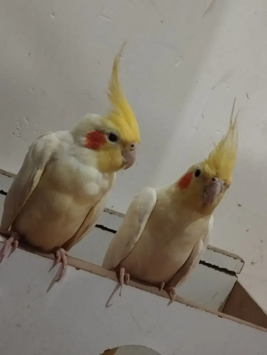 عروس هلندی|پرنده|هریس, |دیوار