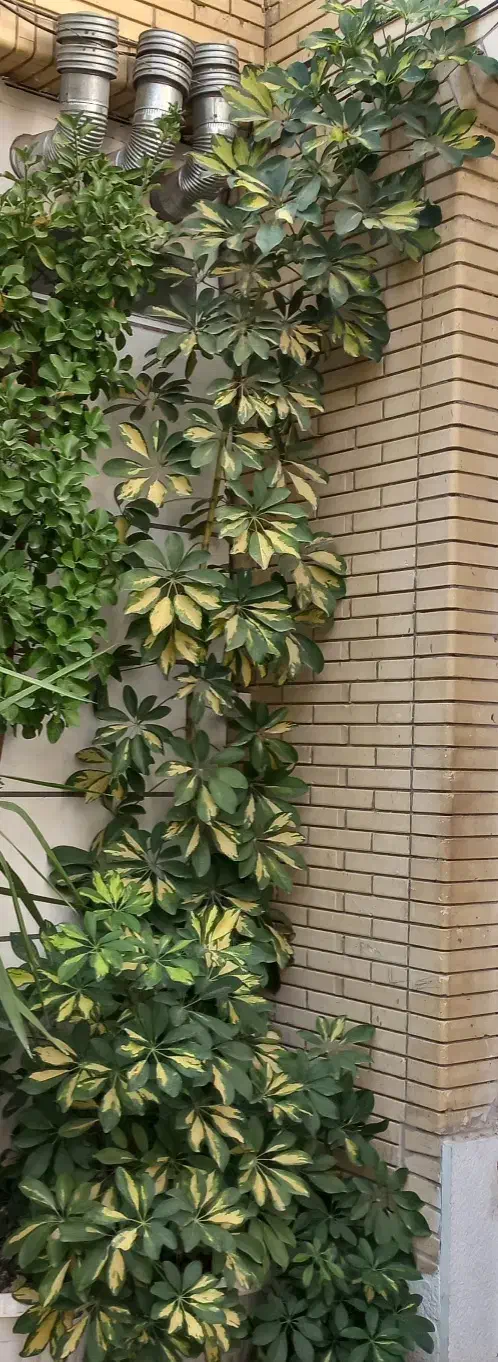 گل شلفرا ابلق قد ۳متر|گل و گیاه طبیعی|شیراز, غدیر جنوبی|دیوار