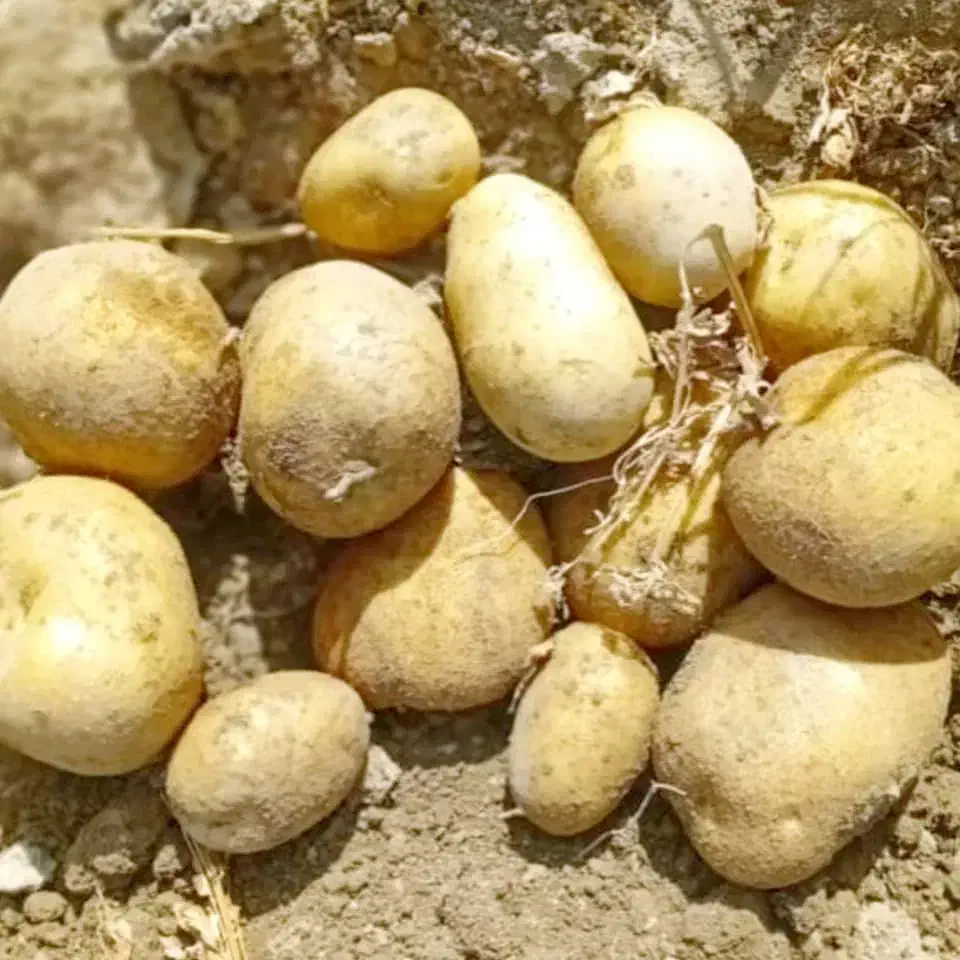 فروش انواع ارقام سیب زمینی|عمدهفروشی|زالیان, |دیوار