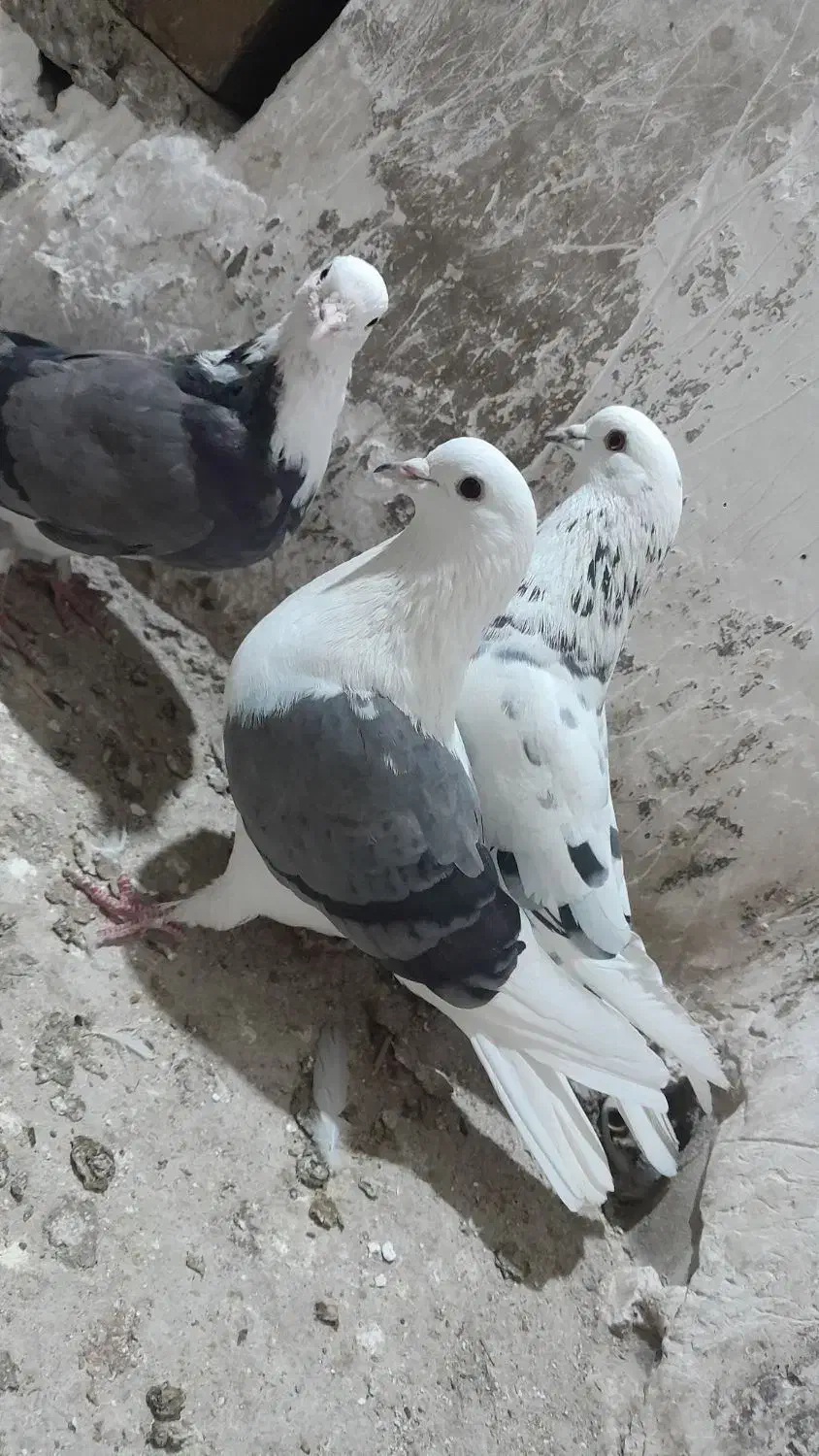 کبوتر پرشی ۴ عدد|پرنده|مشگین شهر, |دیوار