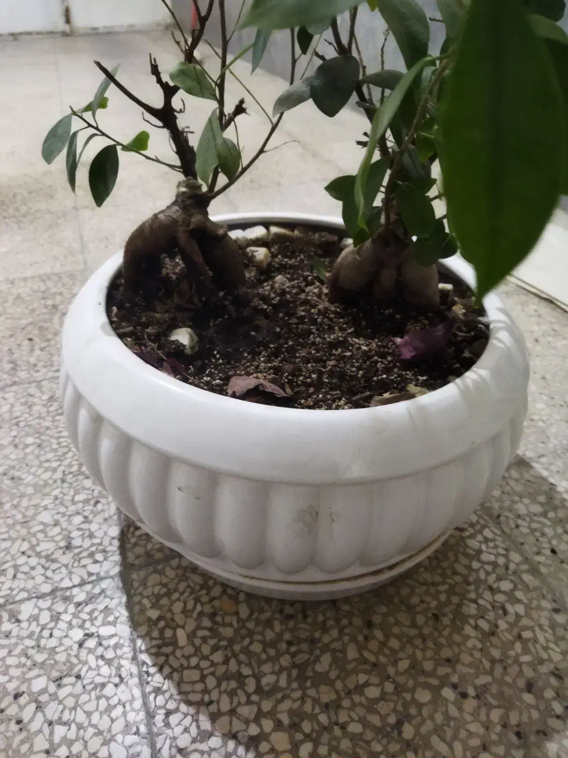 گل بنسای|گل و گیاه طبیعی|شیراز, لشکری|دیوار