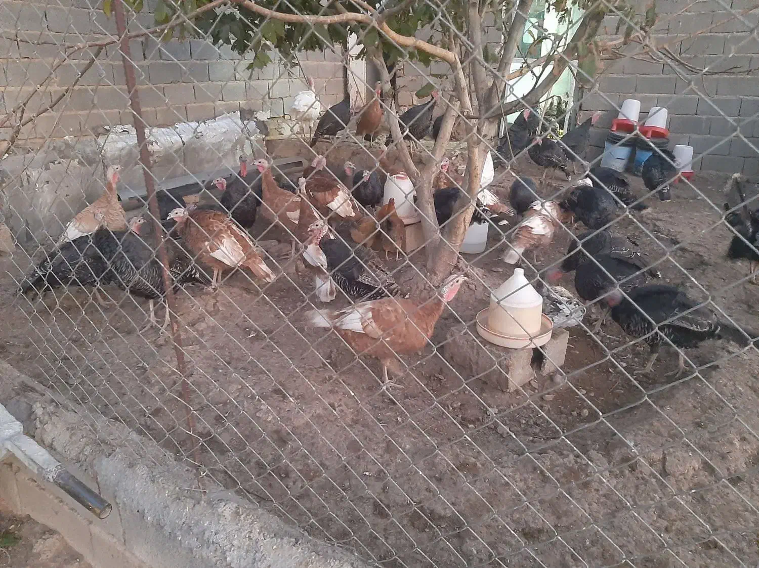 بوقلمون ماده|حیوانات مزرعه|شاهین دژ, |دیوار