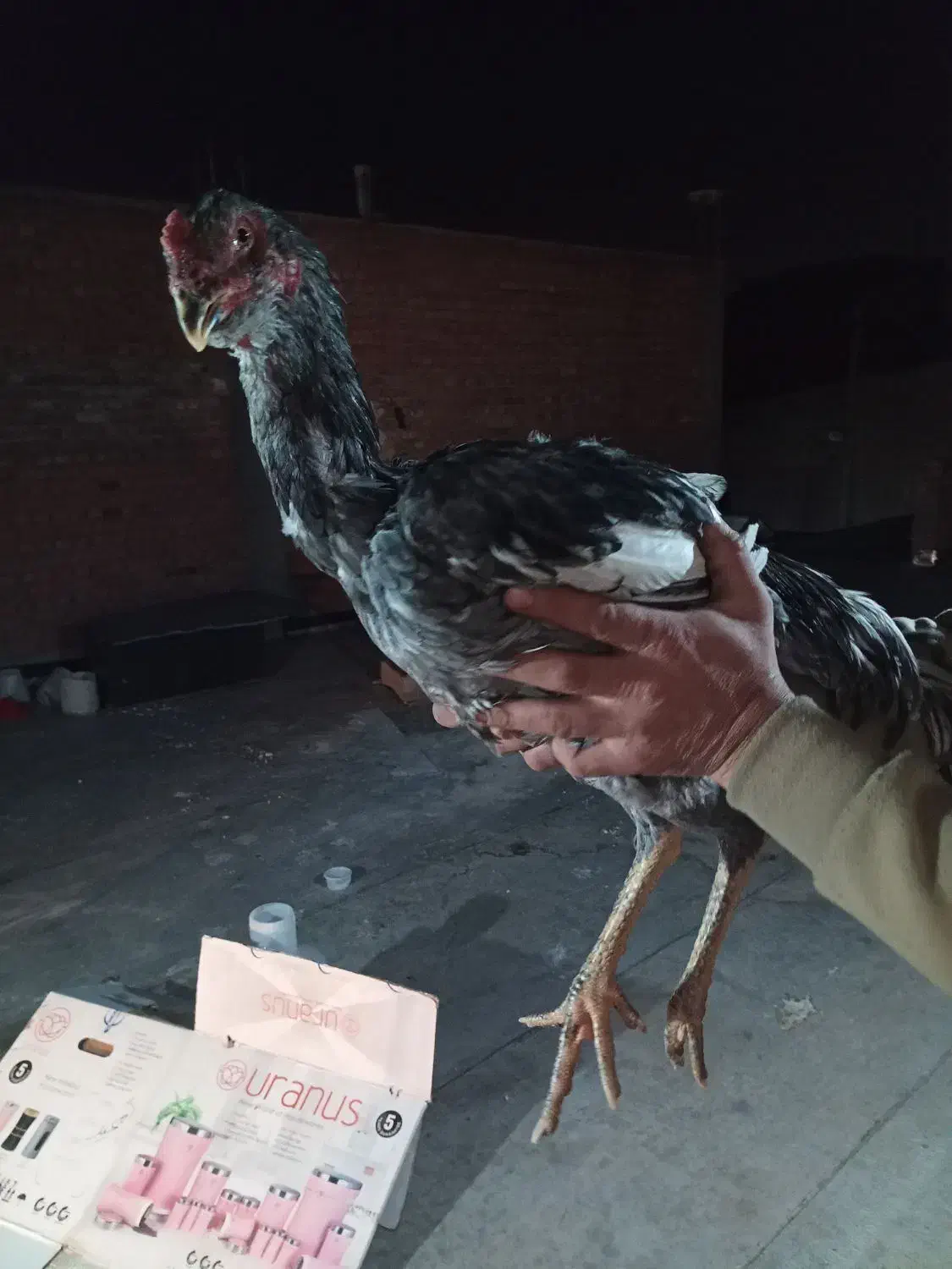 مرغ جوجه خروس لاری افغان اطیل ریشی|حیوانات مزرعه|بناب, |دیوار