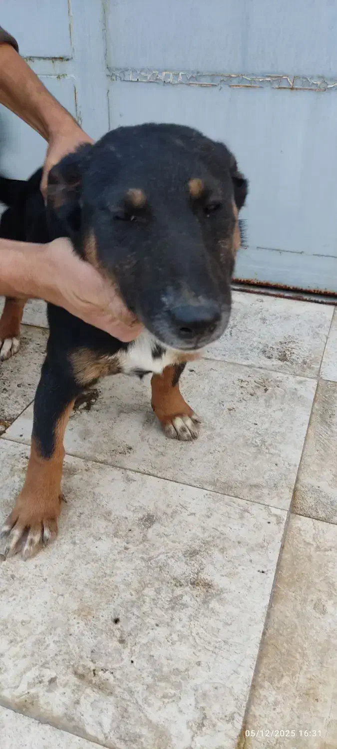 سگ دو نژاده از پاپی و ژرمن (نژاد خاص و کمیاب)|سگ|نجفآباد, گلدشت|دیوار