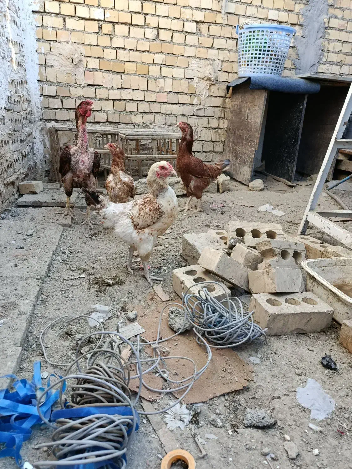 خروس با مرغ لاری|حیوانات مزرعه|چناران, |دیوار
