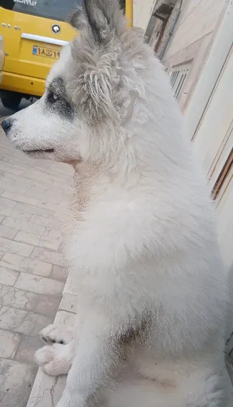 سگ هاسکی گمشده|سگ|یزد, |دیوار