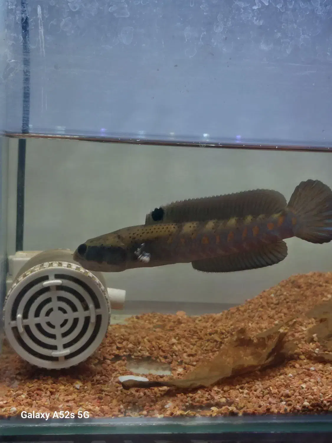 چانا بلو‌پالچرا|ماهی|لنجان, |دیوار