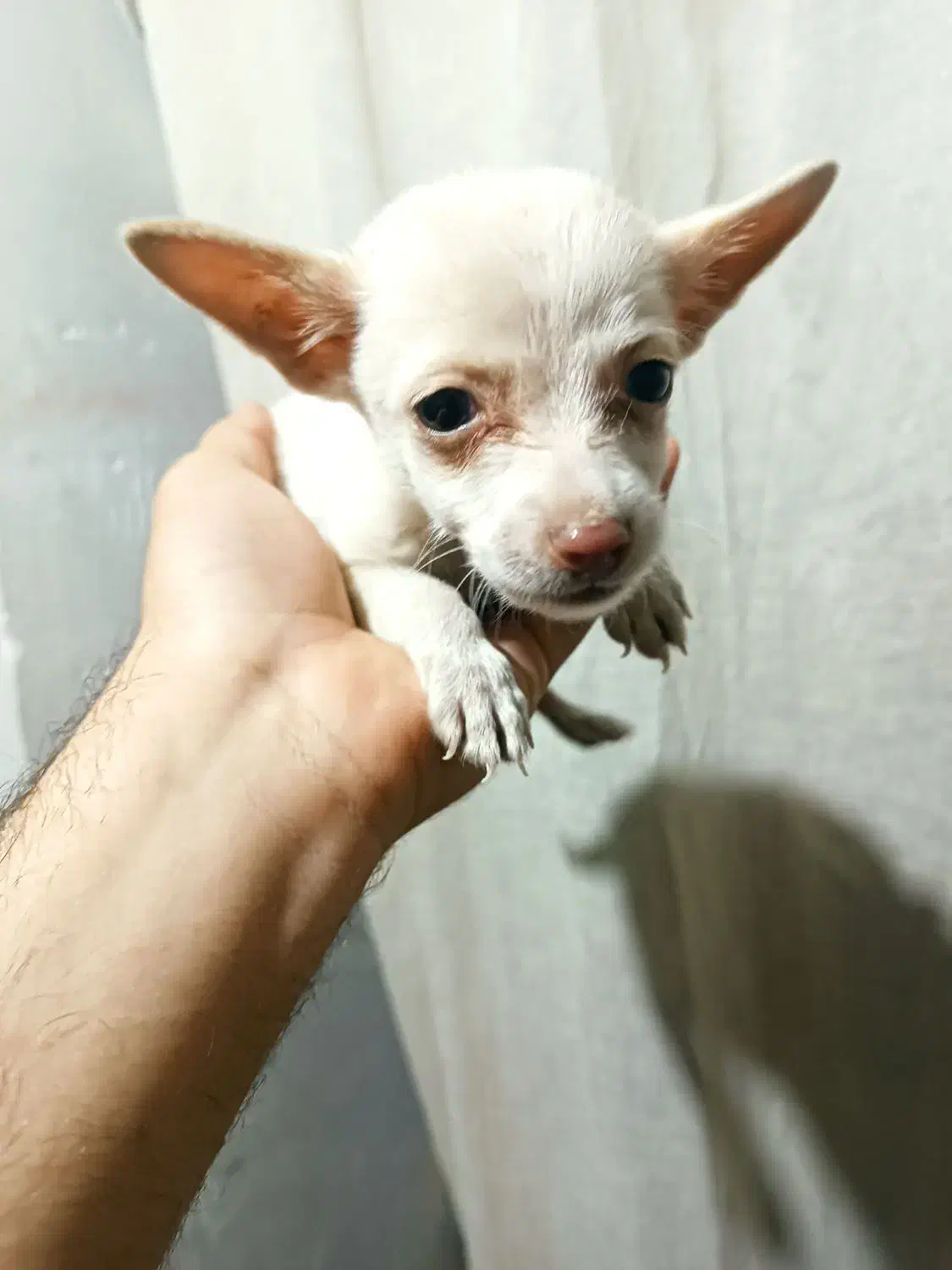 سگ پاکوتاه|سگ|میاندوآب, |دیوار