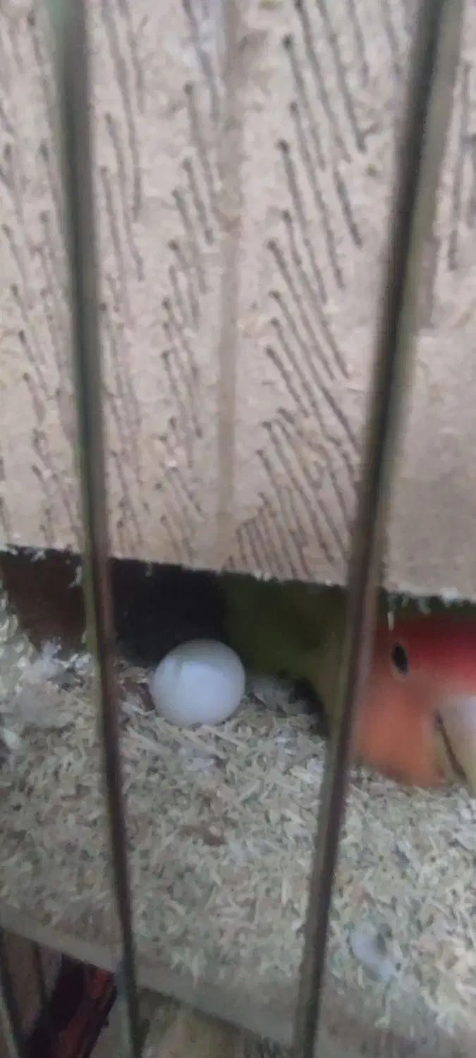 یه جفت طوطی برزیلی|پرنده|ری, شهرری|دیوار