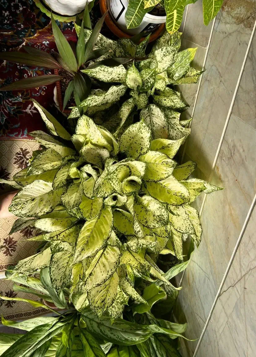 فروش گلهای اپارتمانی|گل و گیاه طبیعی|پاوه, |دیوار