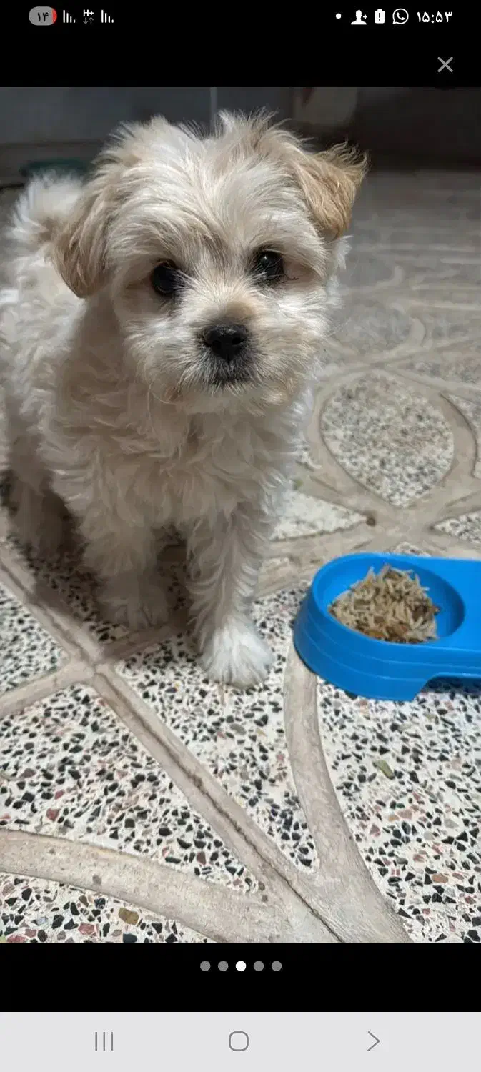 سگ شیتزو ماده|سگ|کرمان, |دیوار