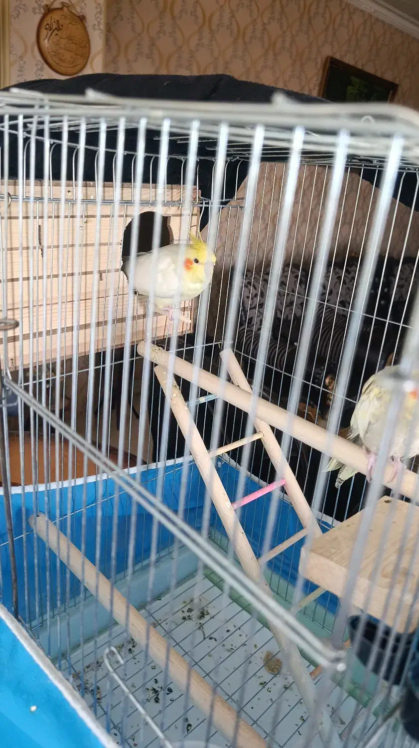 پرنده|پرنده|فردیس, سرحد آباد|دیوار