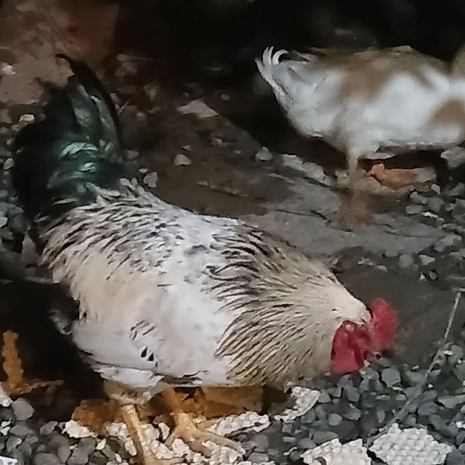 خروس بالغ|حیوانات مزرعه|رشت, سیا اسطلخ|دیوار