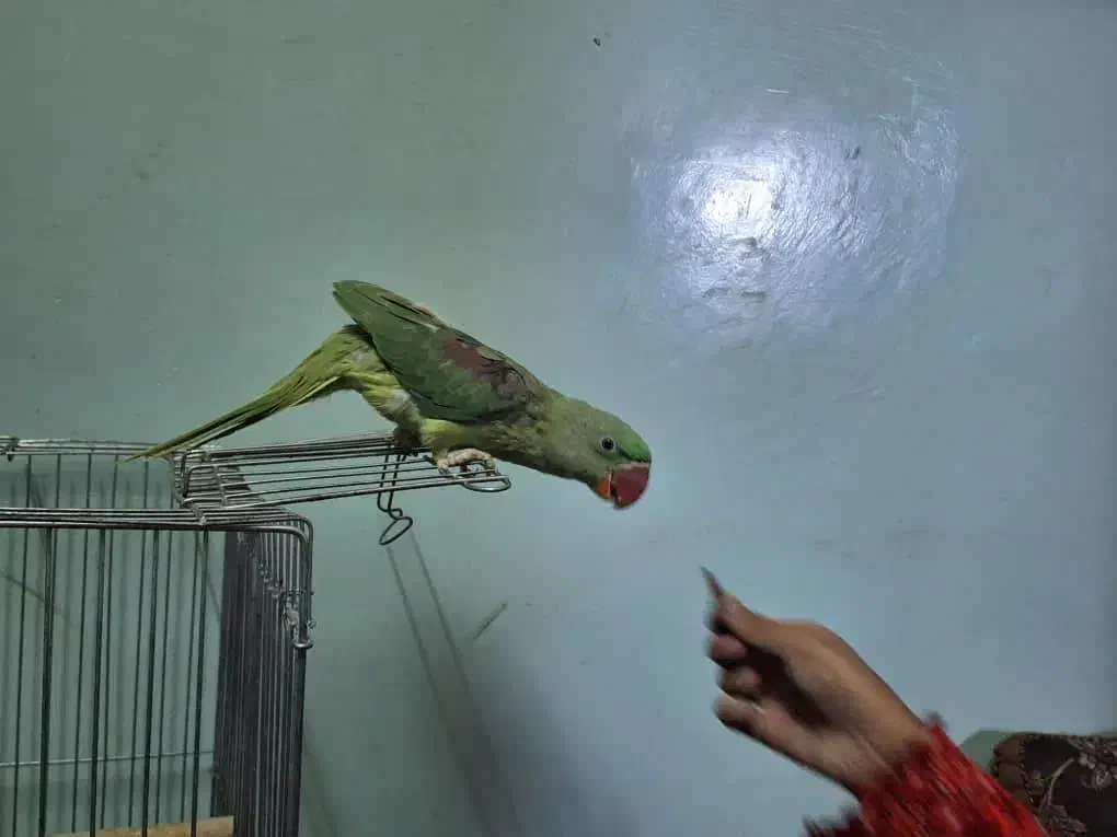 شاه طوطی|پرنده|سراوان, |دیوار