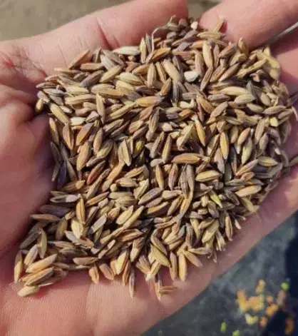 فروش شلتوک|خوردنی و آشامیدنی|فیروزآباد (فارس), |دیوار