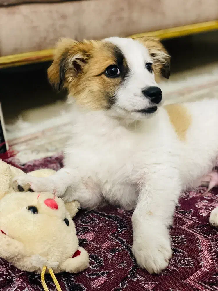 توله شیتزو|سگ|مشهد, مشکینی (شهرک غرب)|دیوار