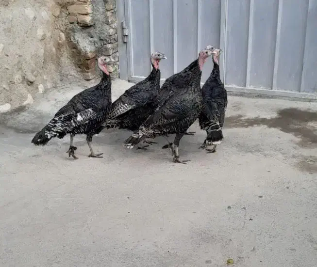 بوقلمون نر|حیوانات مزرعه|بروجرد, |دیوار