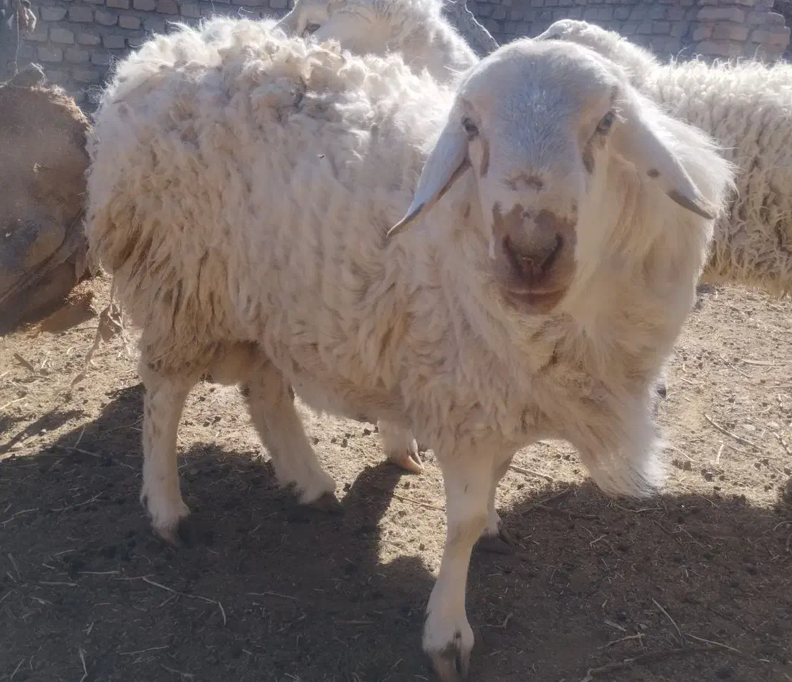 قوچ فروشی|حیوانات مزرعه|سده (خراسان جنوبی), |دیوار