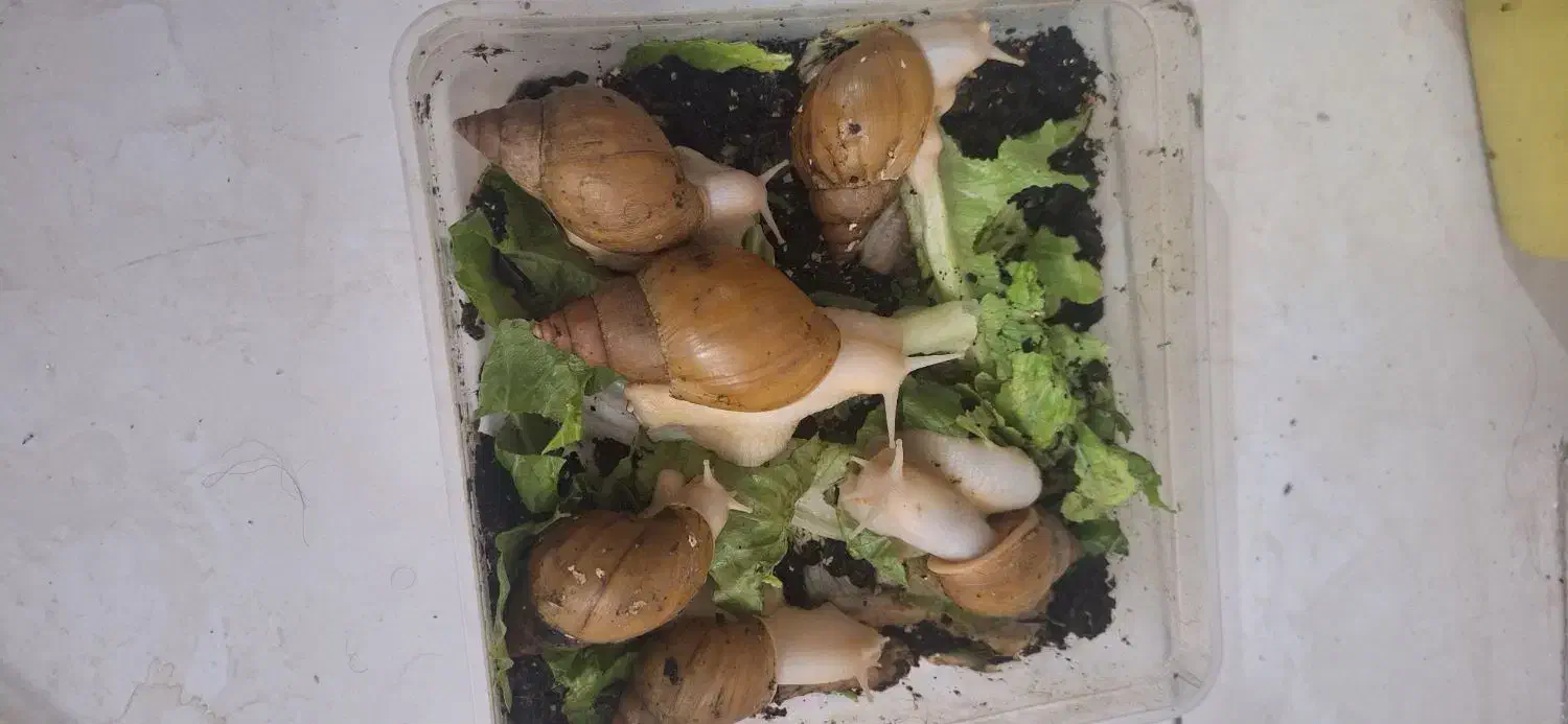 ۵۰ عدد حلزون ۱۴ و ۱۵ سانتی متری دونه ای ۱۰۰ هزار|خزنده|کرج, گلشهر|دیوار