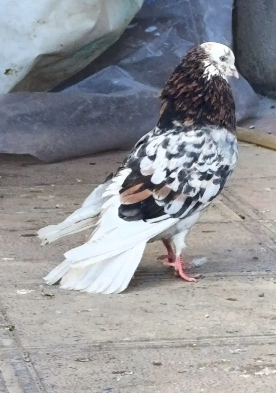 کفتر|پرنده|ماهدشت, |دیوار