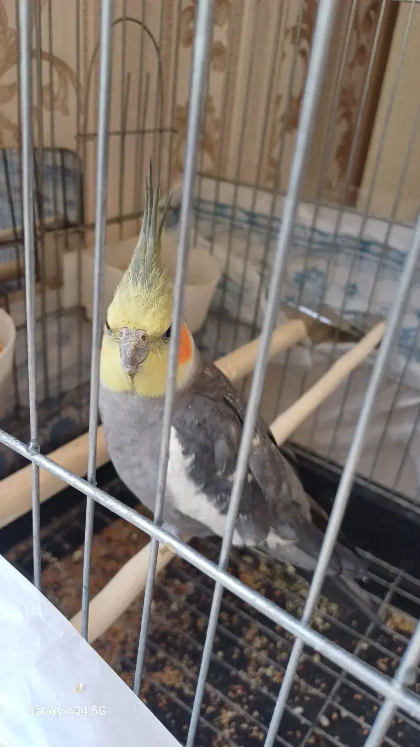 عروس هلندی نر سخنگو|پرنده|قدس, شهر‌قدس|دیوار