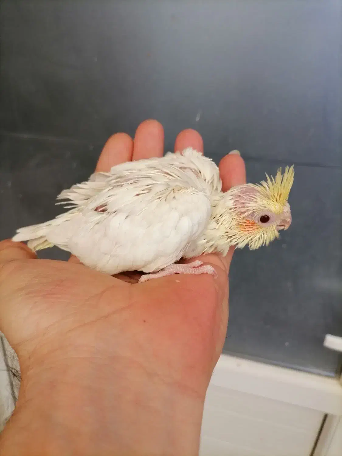 چوچه سرلاکی عروس هلندی.|پرنده|فردیس, شهرک وحدت|دیوار