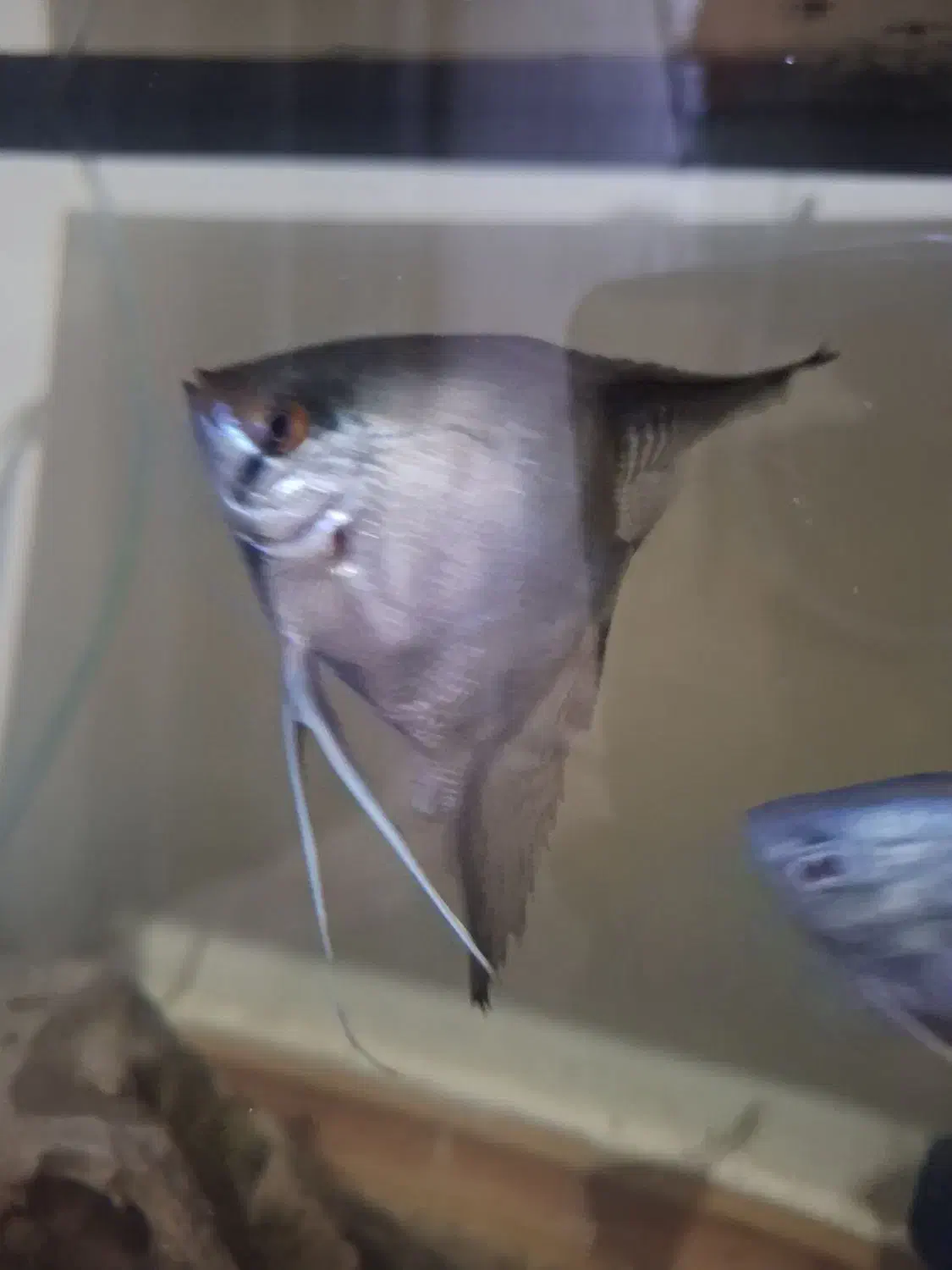 معاوضه ماهی فلاور  باکس|ماهی|تهران, شهرک امام خمینی|دیوار