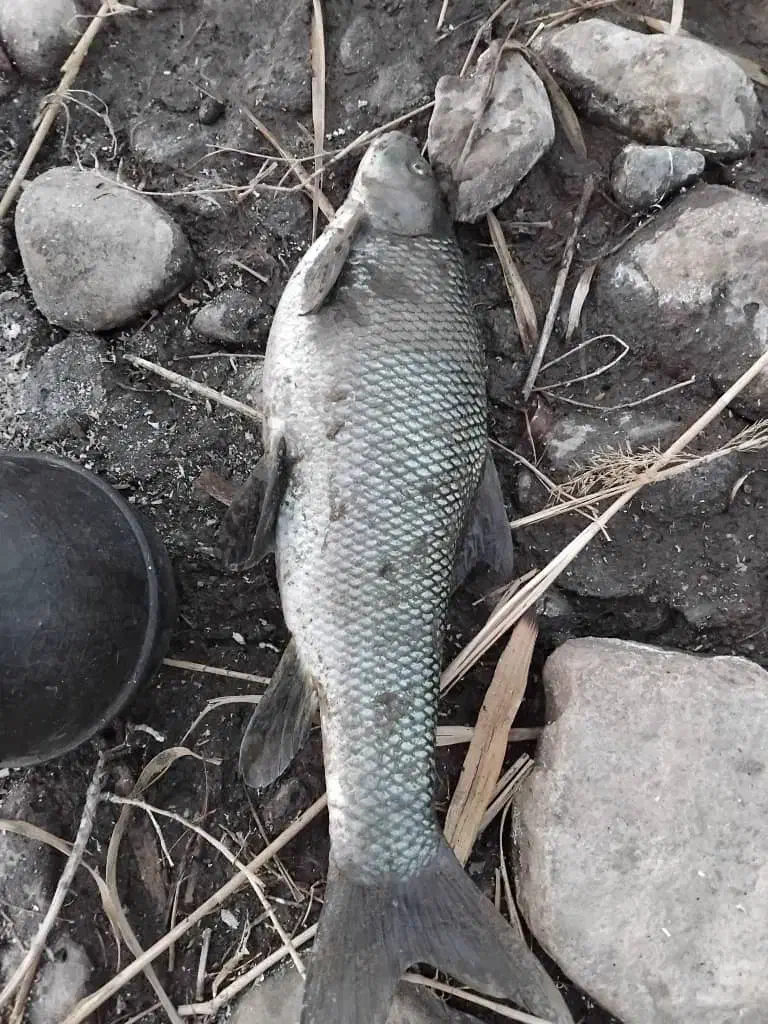 mahei آزاد|ماهی|ارس, |دیوار