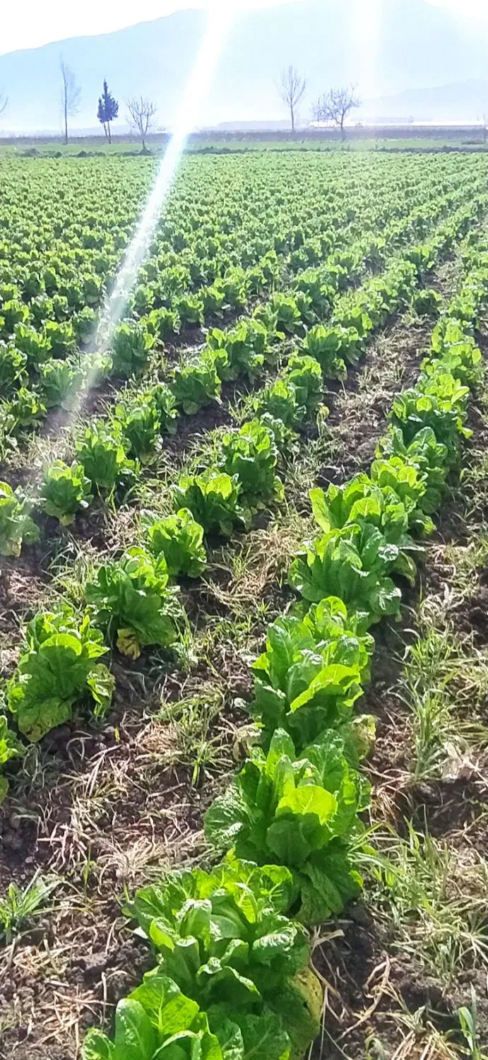 فروش کاهو|خوردنی و آشامیدنی|خان ببین, |دیوار