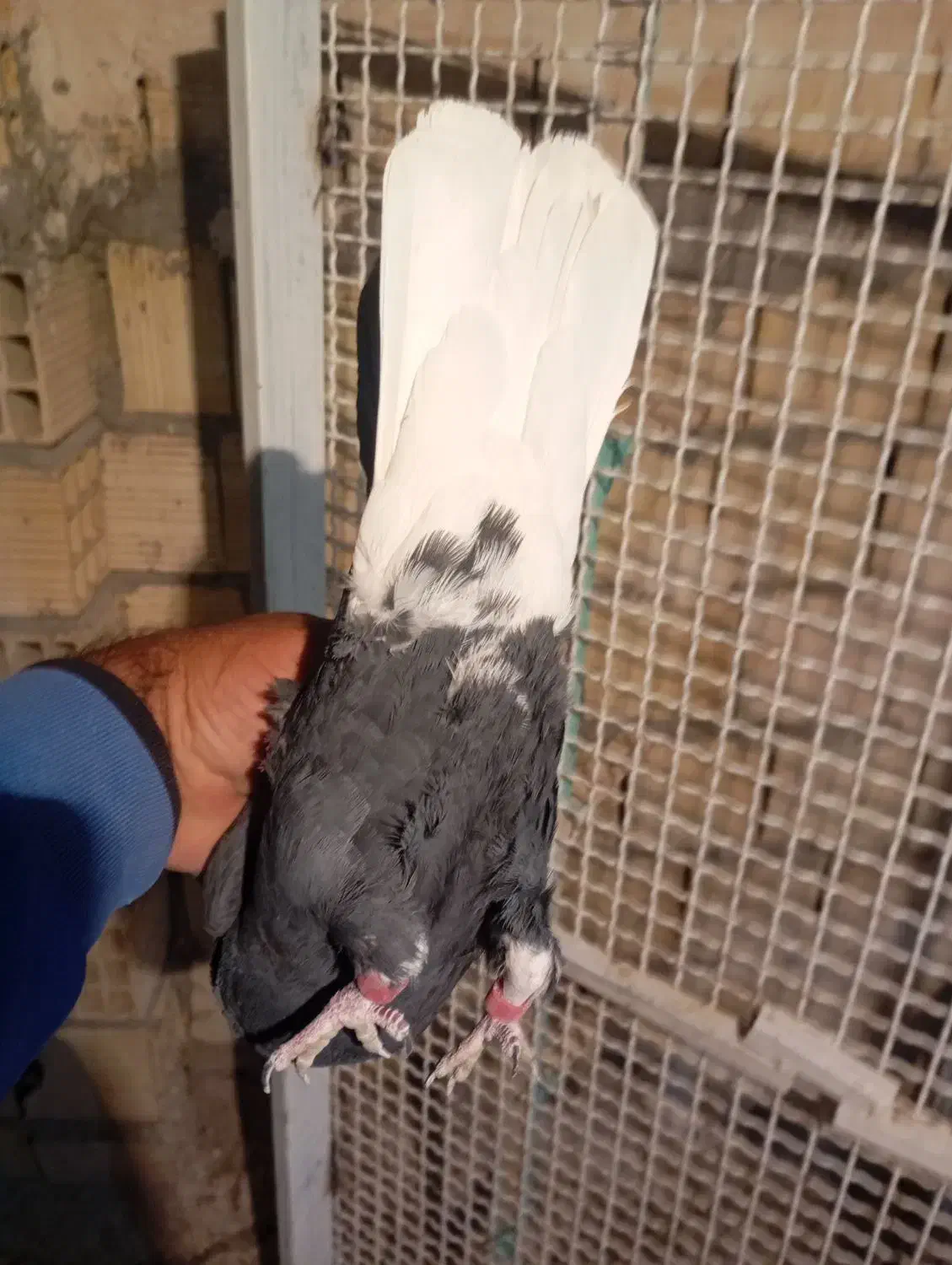 زاغدمسفید|پرنده|رفسنجان, |دیوار