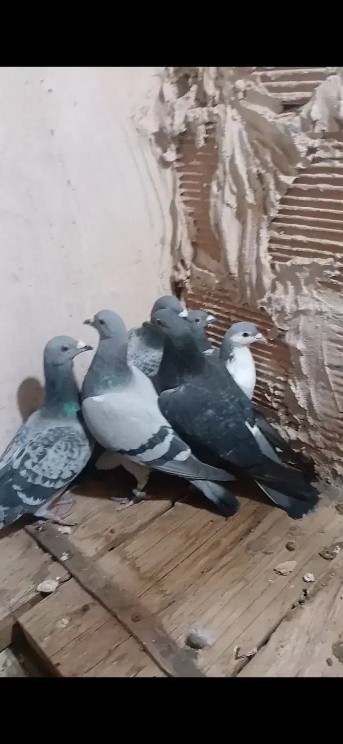 کفتر چاشنی|پرنده|میان جلگه, |دیوار