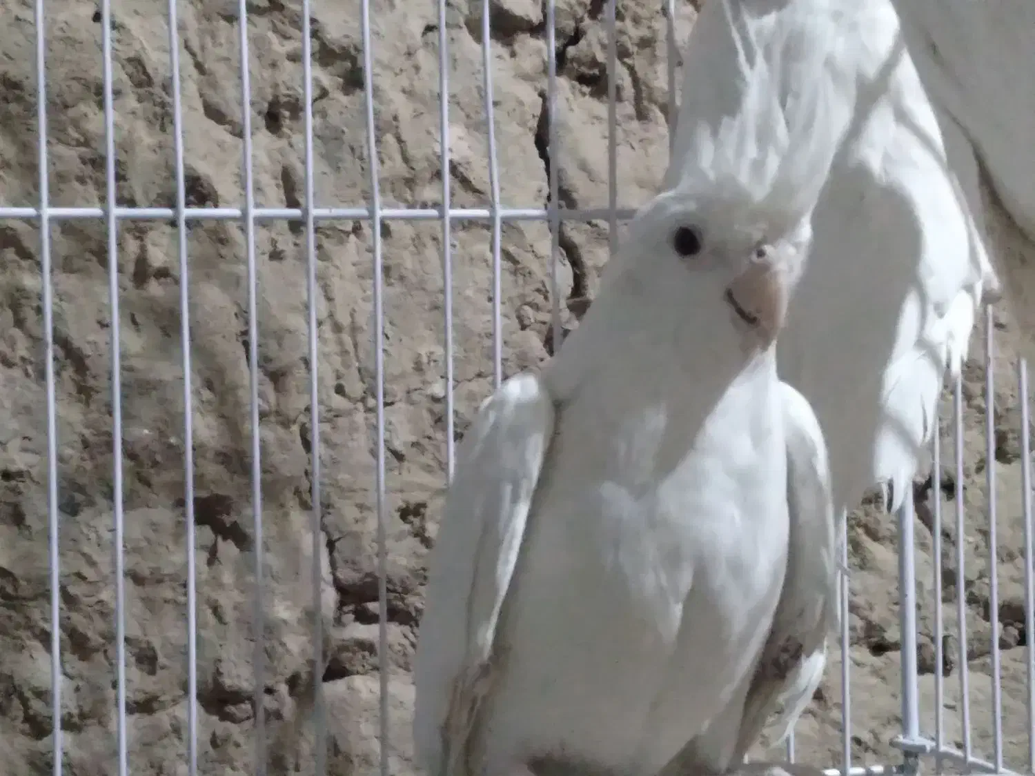 عروس هلندی البینو|پرنده|بهاباد, |دیوار