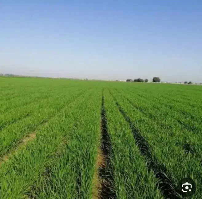 زمین برای احداث گلخانه و باغ|فروش دفتر صنعتی، کشاورزی، تجاری|اصفهان, احمدآباد|دیوار