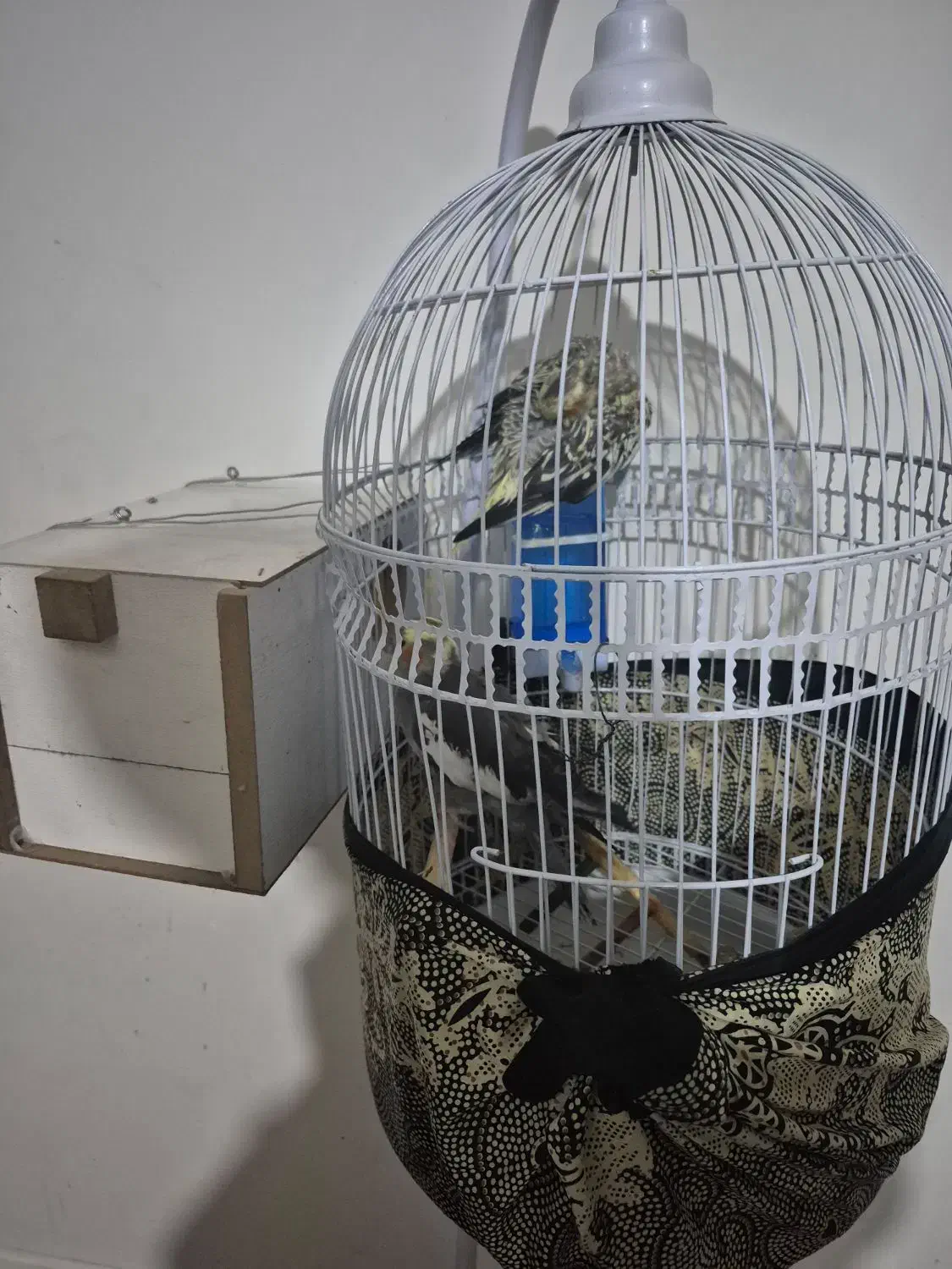 ۲ عدد عروس هلندی نر وماده اماده تخم گزاری|پرنده|مشهد, شهید فرامرز عباسی|دیوار