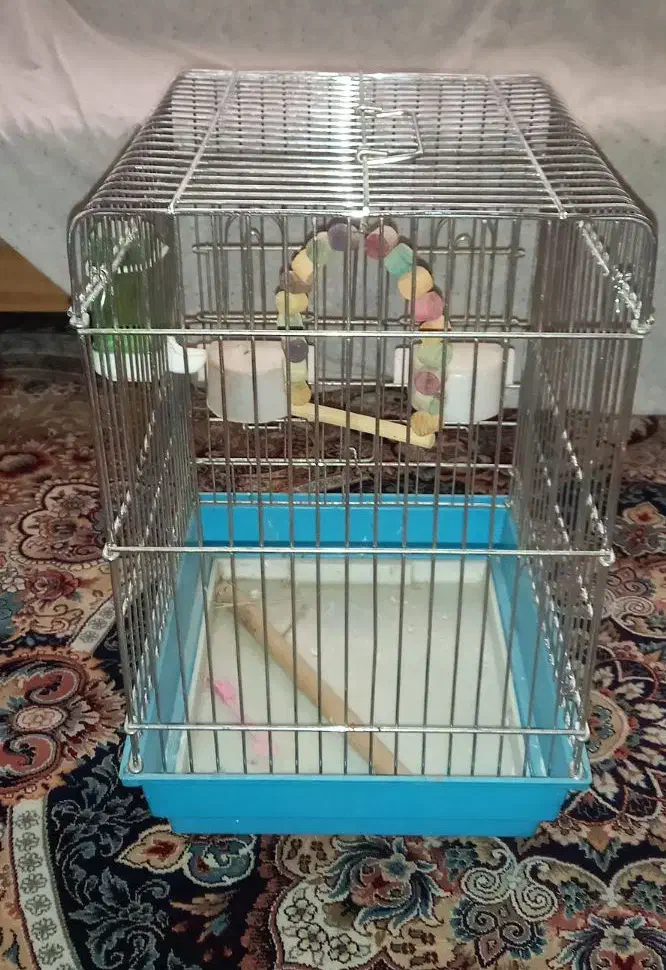 قفس پرنده|لوازم جانبی حیوانات|پاکدشت, پاکدشت (مامازند)|دیوار