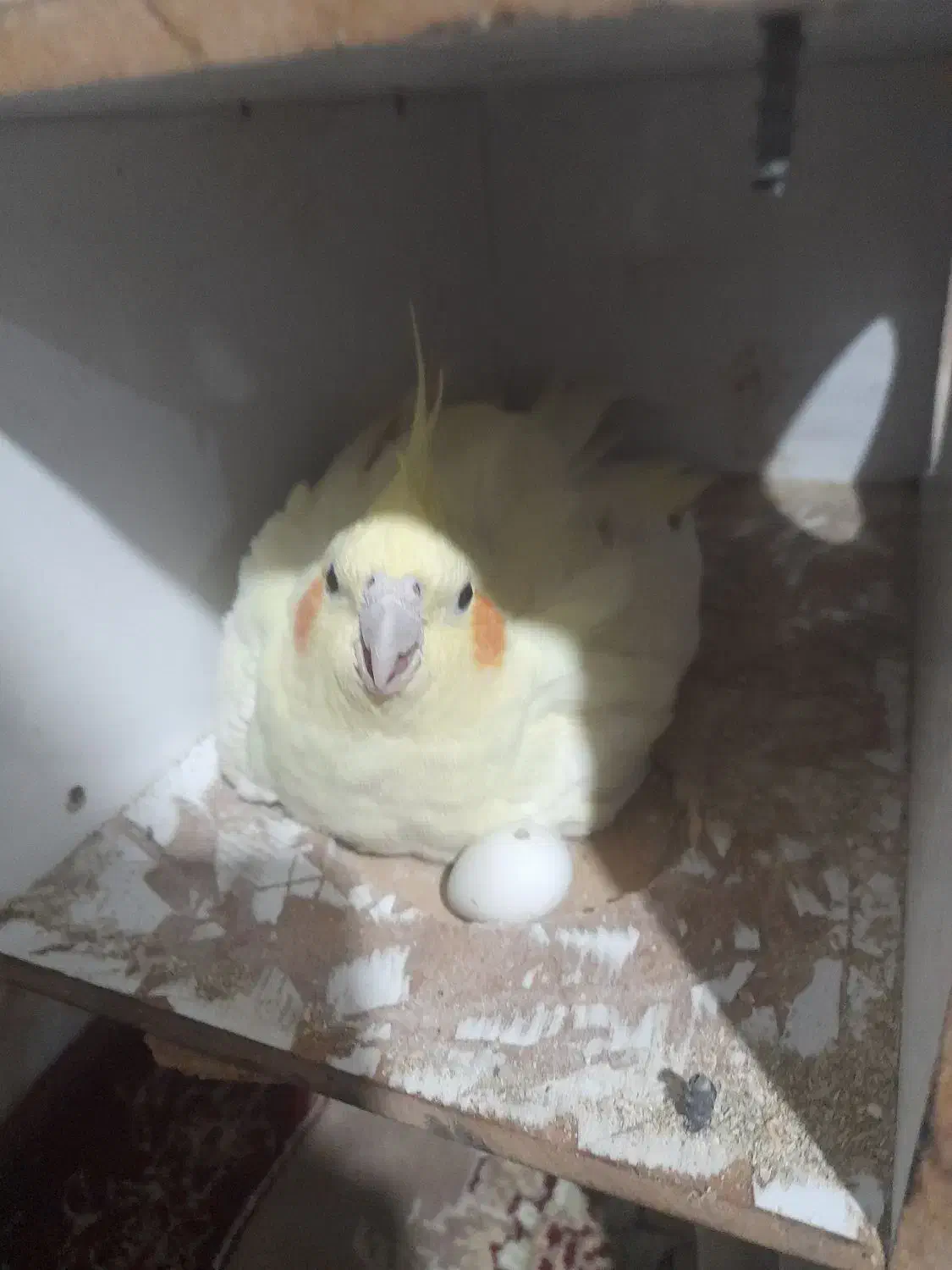 حراج عروس هلندی|پرنده|ری, عباسآباد|دیوار