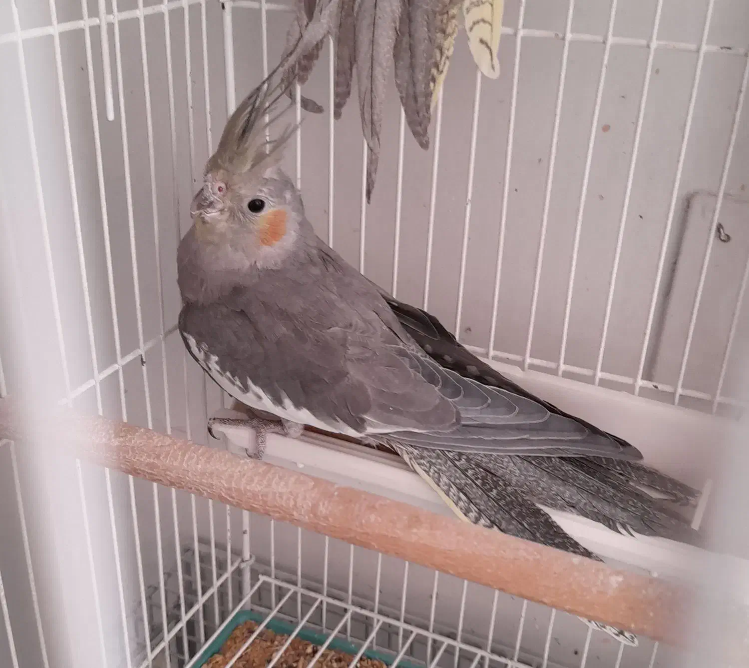 جوجه عروس هلندی|پرنده|شهرکرد, |دیوار