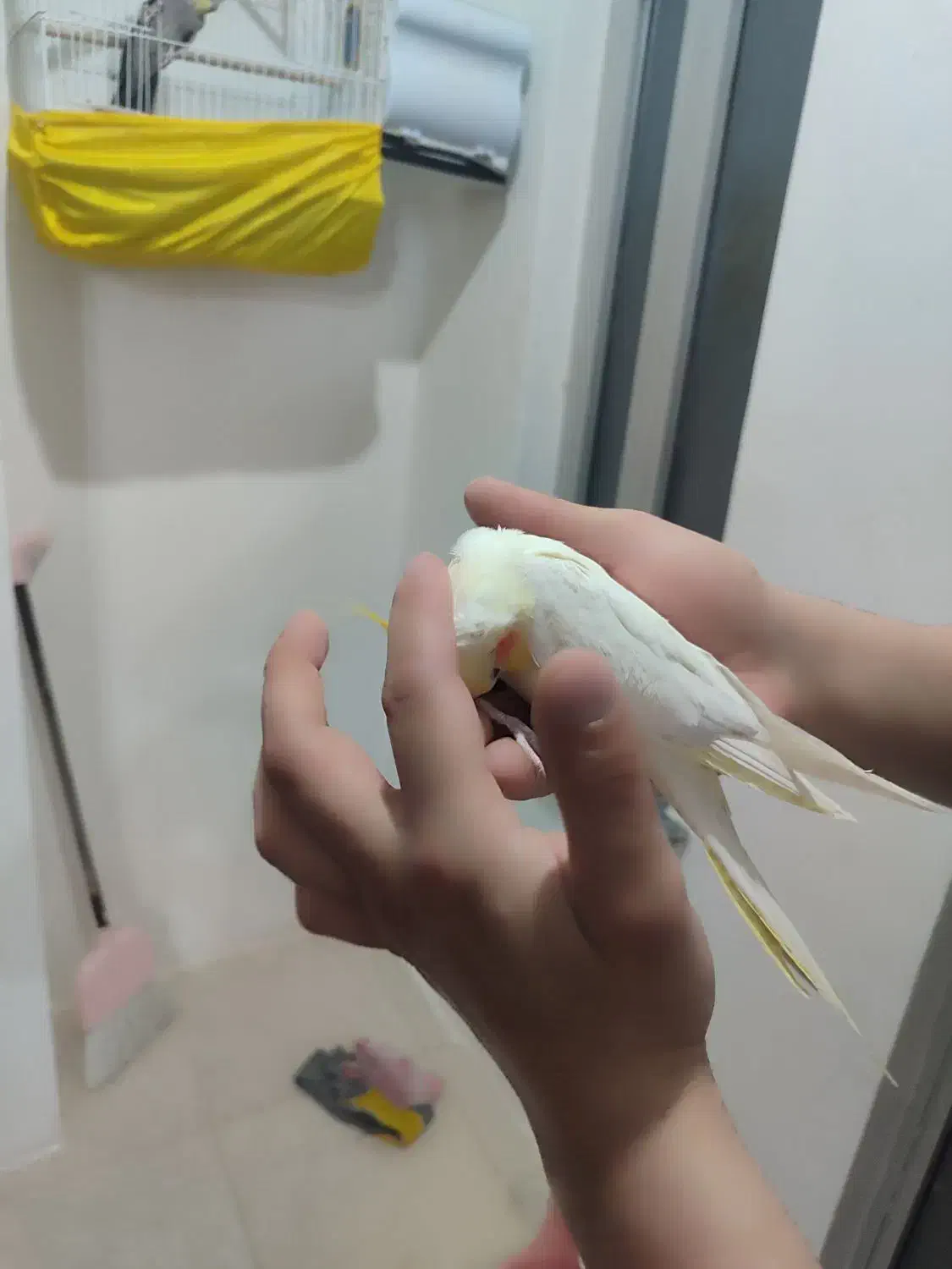 پرنده|پرنده|عنبران, |دیوار