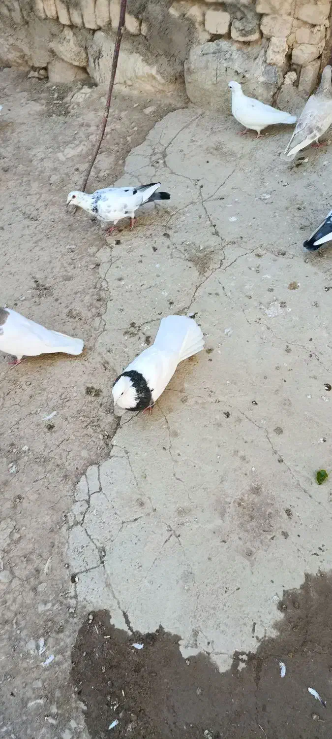 طوقی فولادی نر|پرنده|داران, |دیوار