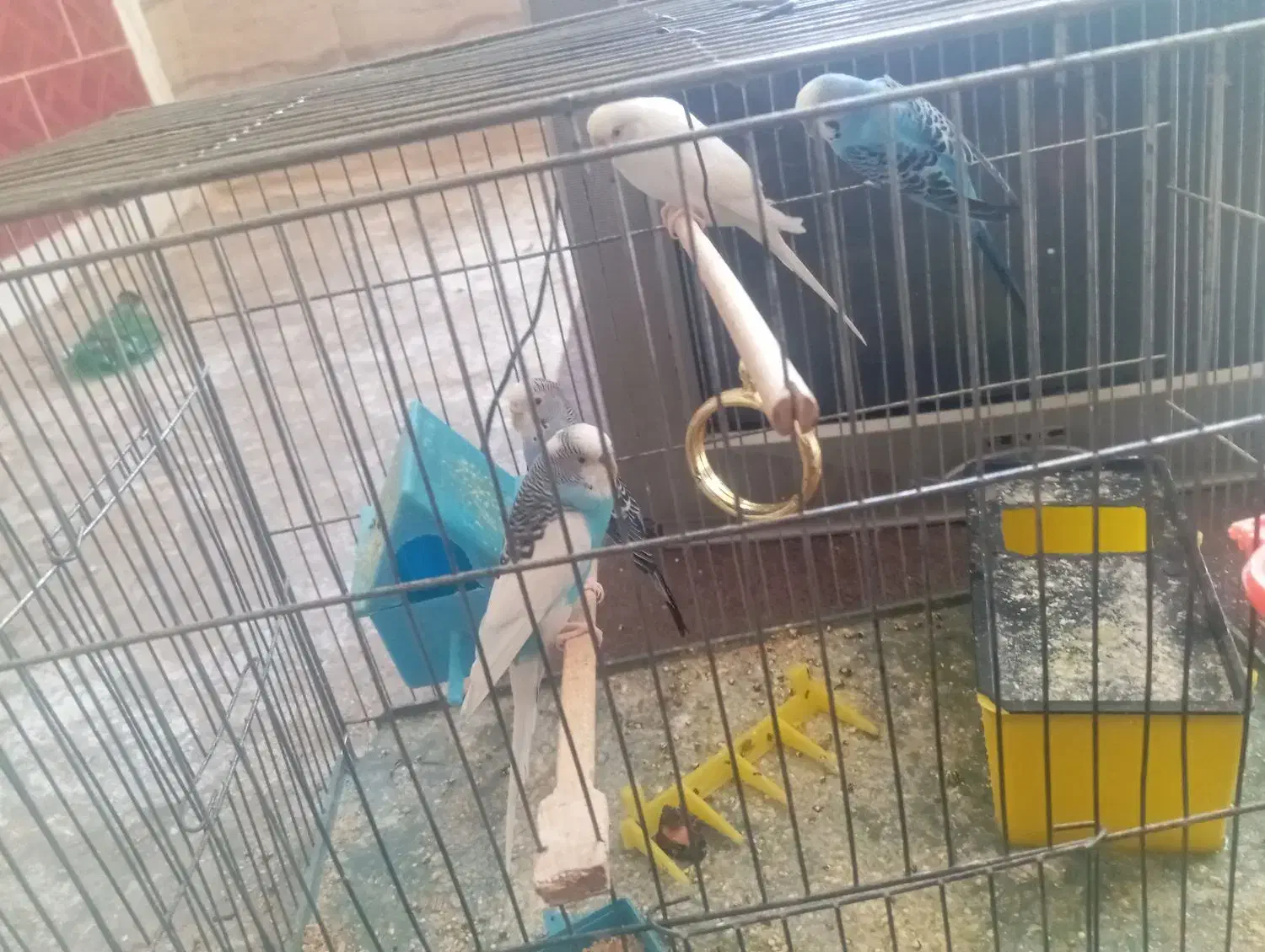 مرغ عشق|پرنده|بیجار, |دیوار