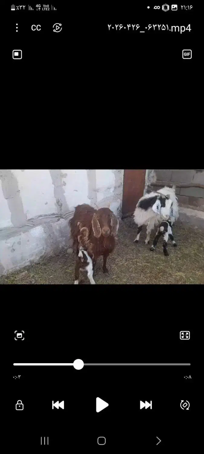 بز.،‌.|حیوانات مزرعه|فردوس (خراسان), |دیوار