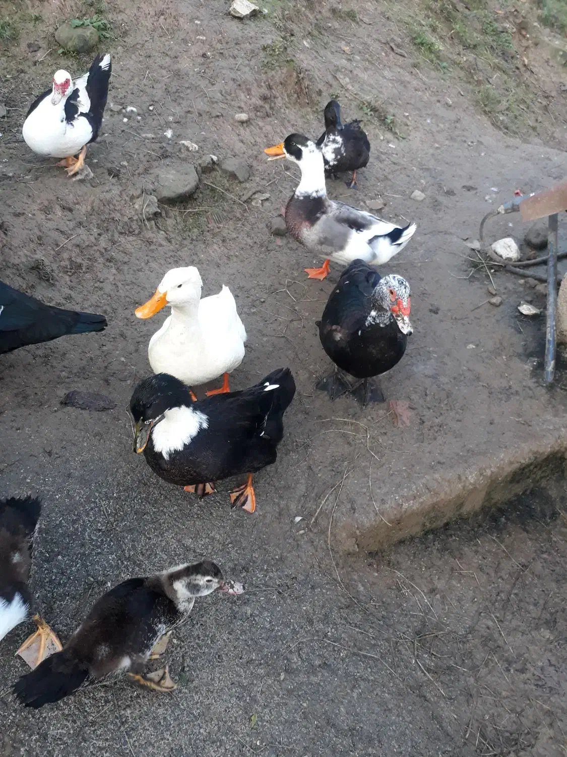 اردک محلی واسراییلی ماده|حیوانات مزرعه|نوشهر, |دیوار