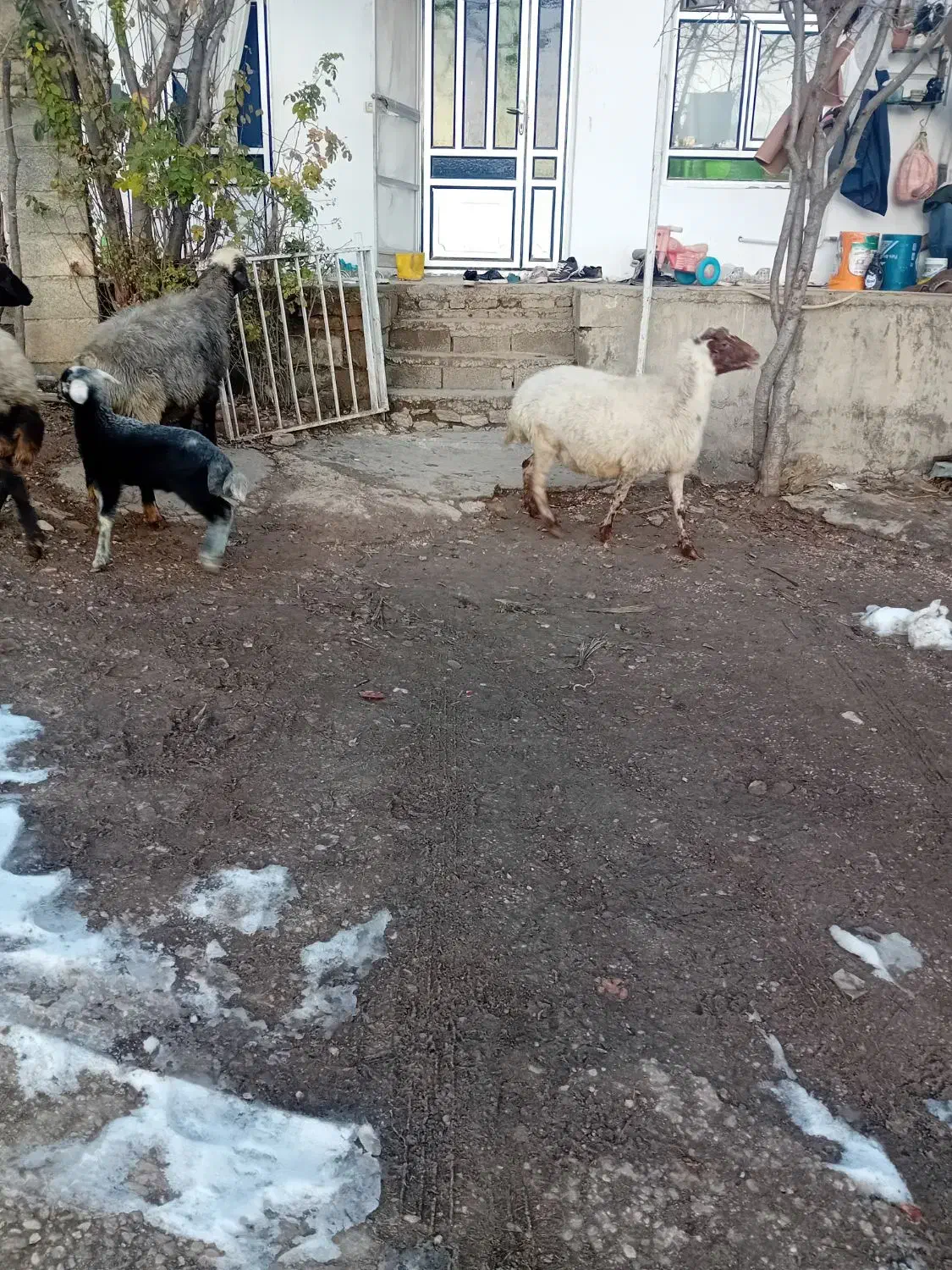 گوسفند|حیوانات مزرعه|گالیکش, |دیوار