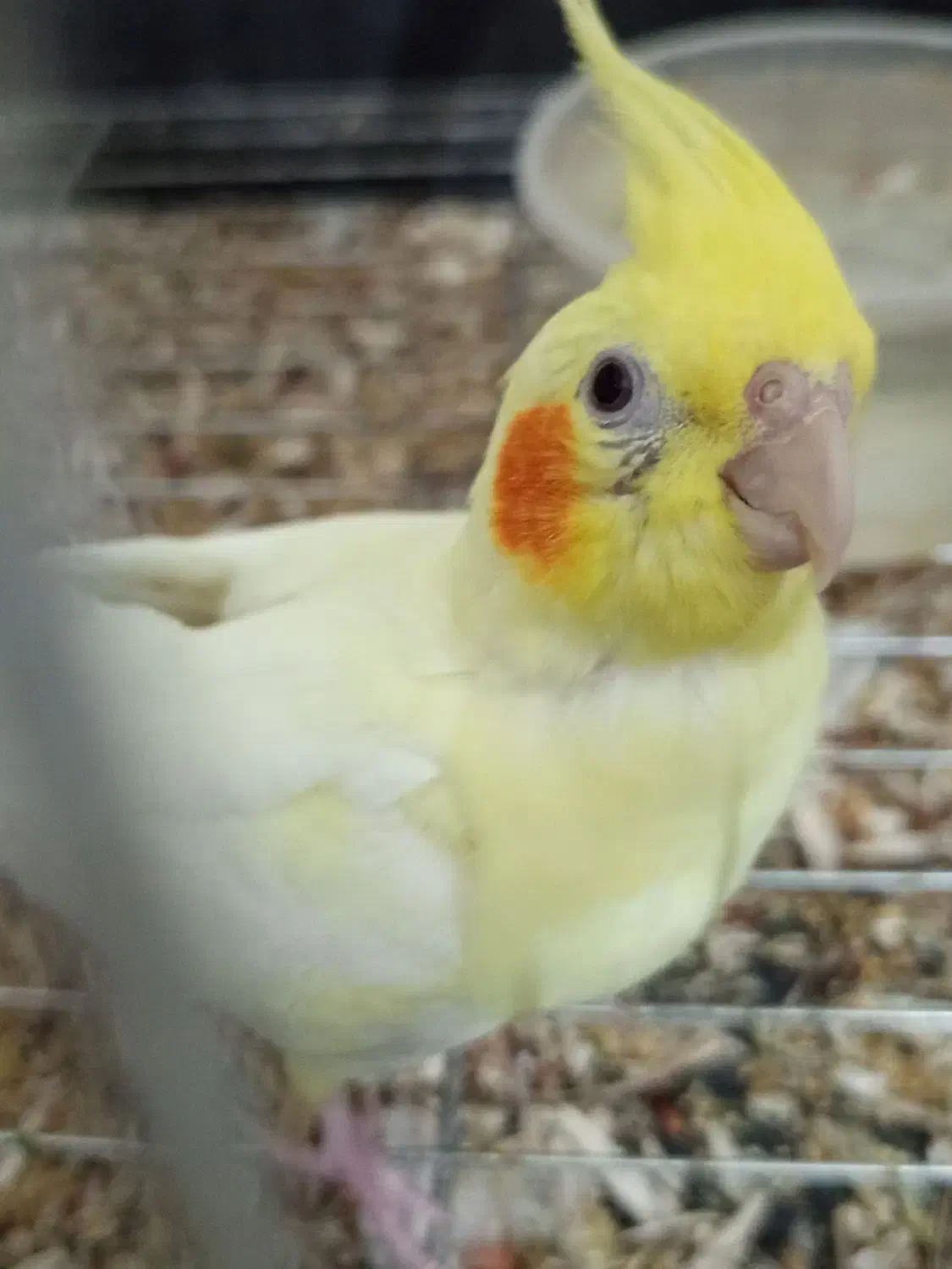 یه جفت عروس هلندی لیتونو الان روتخم هست|پرنده|خفر, |دیوار