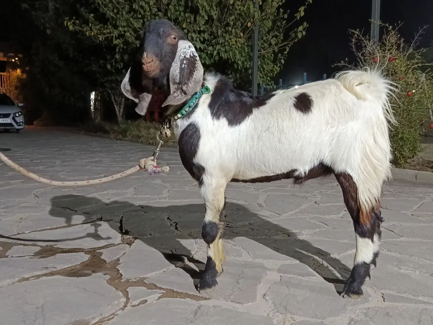 نر بز پاکستانی دوقلو زا|حیوانات مزرعه|پاکدشت, پاکدشت (مامازند)|دیوار