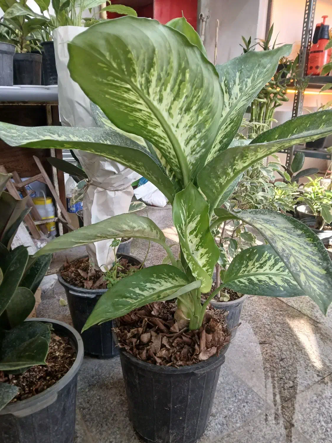 دیفن افوربیا سیکلامن کالانکولا بونسای اواع آگلونما|گل و گیاه طبیعی|تهران, تولید دارو|دیوار